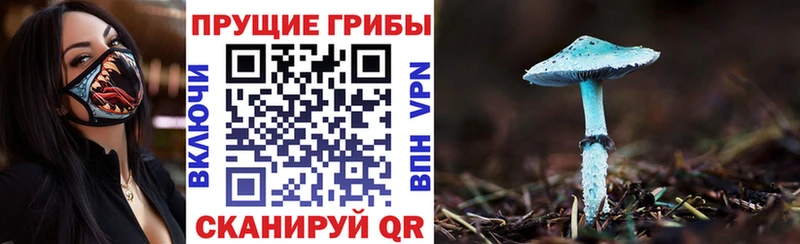 Галлюциногенные грибы Psilocybe  где купить   Буинск 